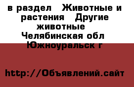  в раздел : Животные и растения » Другие животные . Челябинская обл.,Южноуральск г.